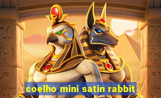 coelho mini satin rabbit